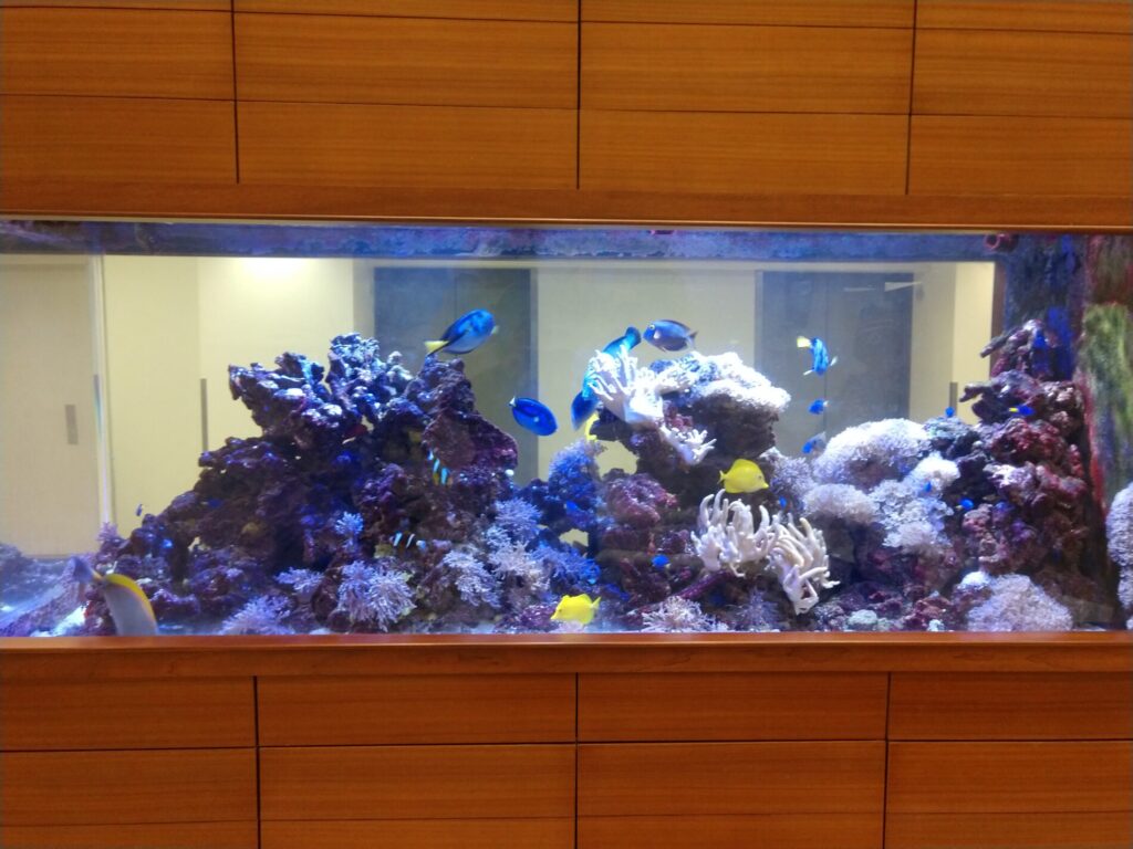 Large aquarium built into a wooden wall, filled with coral, rocks, and various colorful fish, including blue and yellow species.