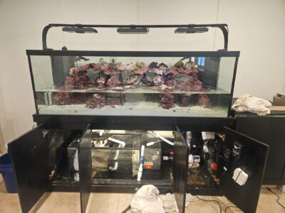Aquarium Maintenance Services & Aquarium Cleaning Charlotte, NC