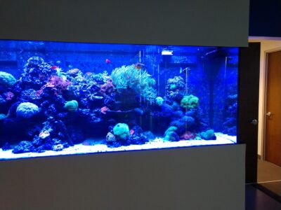 A large aquarium built into a wall displays colorful coral and fish, with doors visible in the background.