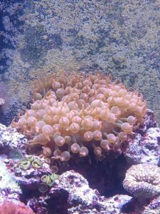 Light brown bubble-tip anemone attached to a rock in a saltwater aquarium with various corals nearby.