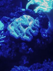 A brain coral sits on a rock under blue aquarium lighting, with a glowing anemone visible in the upper right corner.