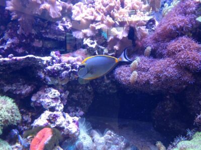 A single gray fish with a yellow outline swims near colorful coral in an aquarium.