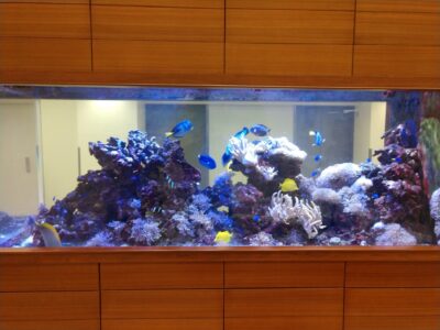 Large aquarium built into a wooden wall, filled with coral, rocks, and various colorful fish, including blue and yellow species.