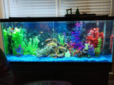 Custom Aquarium Installation & Aquarium Sales Charlotte NC