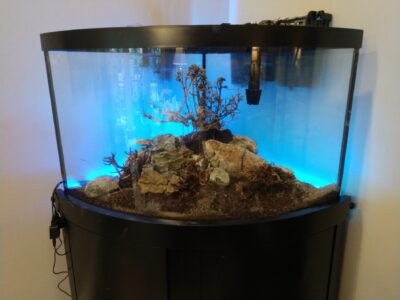A dry aquarium with rocks, soil, and dried plants inside, lit by blue lights, sits on a black stand against a wall.