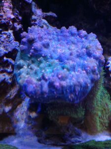 A close-up of a large, blue and purple coral attached to underwater rocks in an aquarium setting.