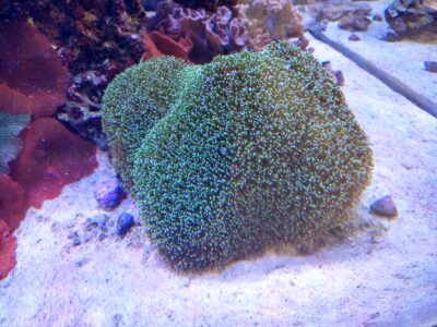 A green carpet anemone sits on sandy substrate in a marine aquarium, surrounded by rocks and other corals.