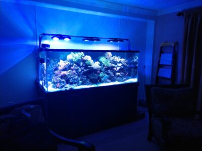 A large, illuminated saltwater aquarium with coral and rocks sits in a dimly lit living room.