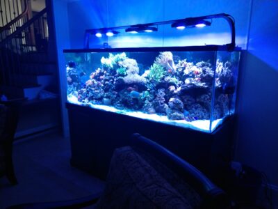 A large, illuminated saltwater aquarium filled with coral and marine life sits in a dimly lit room.