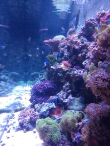 A coral reef aquarium with colorful corals and several small fish swimming near the rocks under clear water.