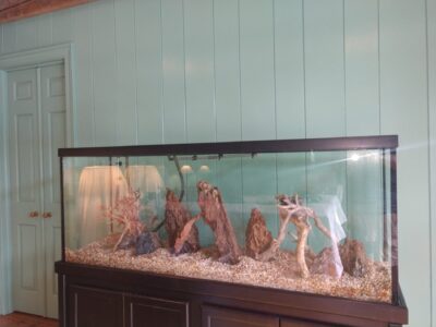 A large empty aquarium with rocks and driftwood inside is placed against a light blue paneled wall.