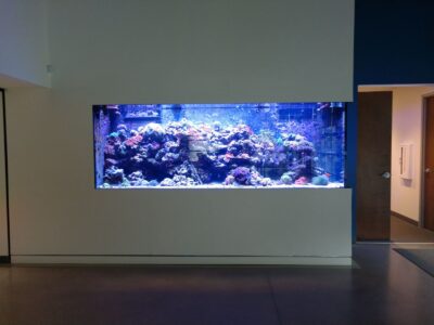 Large rectangular wall aquarium with colorful coral and rocks, set in a modern, minimally decorated hallway.