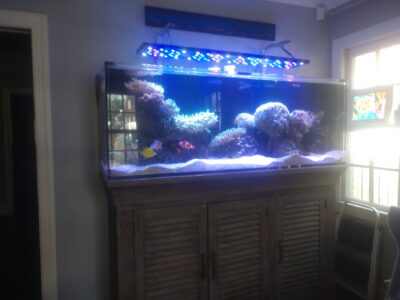 Large aquarium with coral, clownfish, and tang on a wooden cabinet, illuminated by overhead LED lights in a bright room.