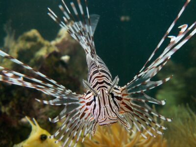 A lionfish swims underwater, displaying its striped body and long, spiky fins in a marine environment.