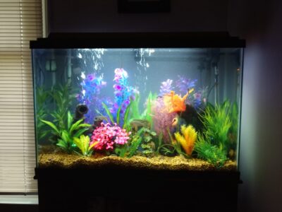 A fish tank with colorful artificial plants, gravel substrate, and various aquarium decorations, positioned near a window.