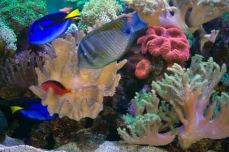 Several tropical fish swim among colorful coral and anemones in a well-lit aquarium.