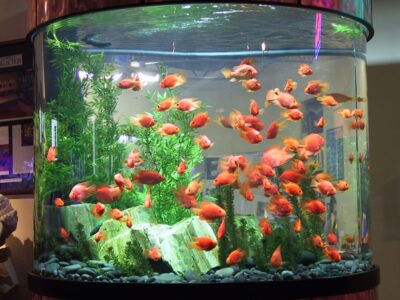 Large aquarium filled with many orange fish, green plants, rocks, and pebbles, with a well-lit background.