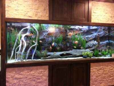 Large built-in aquarium with various fish, driftwood, rocks, and aquatic plants set against a stone wall background.