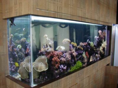 A large built-in aquarium filled with various corals, rocks, and a few fish, set into a wooden wall.