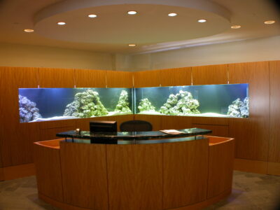 Reception desk with a curved wood front, black countertop, and large corner aquarium filled with rocks in the background.