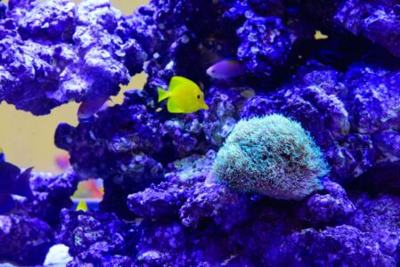 Bright yellow and pink fish swim around purple rocks and a blue-green coral in an aquarium.