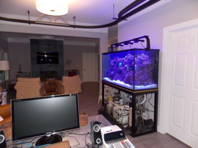 A large saltwater aquarium with purple lighting next to a desk with a computer monitor in a modern living room.