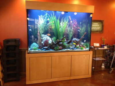 Large aquarium with various fish, plants, rocks, and driftwood in a wooden cabinet against an orange wall.