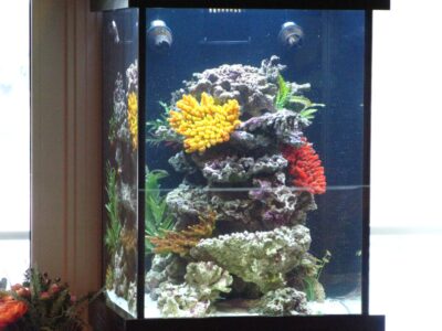 A rectangular aquarium with rocks, artificial coral decorations, and a few aquatic plants inside.