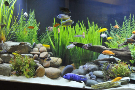 Aquarium with colorful fish, rocks, and green aquatic plants on sand and gravel substrate.
