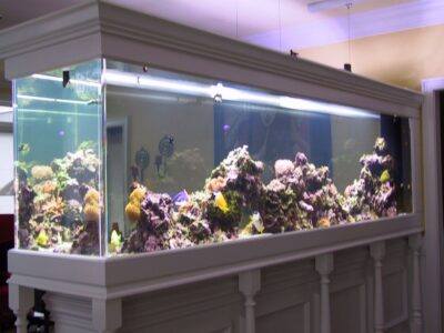 Large rectangular aquarium with various fish and coral, set on a white stand in a room with beige walls and white trim.