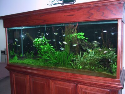 Large wooden aquarium with green aquatic plants and small fish swimming inside.