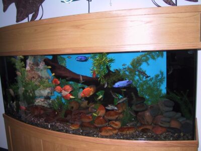A large aquarium with various colorful fish, plants, rocks, and driftwood inside a wooden-framed tank.