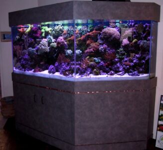 A large, corner aquarium filled with colorful coral and rocks, illuminated by blue and purple lighting.