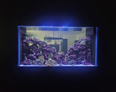 A saltwater aquarium with purple rock formations and a few small fish, illuminated by blue lighting.