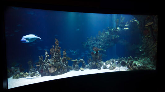 Large aquarium with coral, rocks, and a single fish swimming near the left side, under dim lighting.