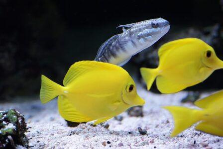 Three yellow tropical fish and one striped fish swim above a sandy aquarium floor with some rocks.